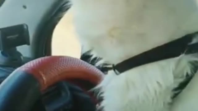 Cat driving car