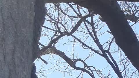 Bold Fox Squirrel in his tree at the Park