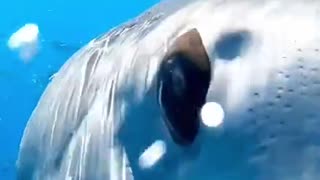 amazing shark scene