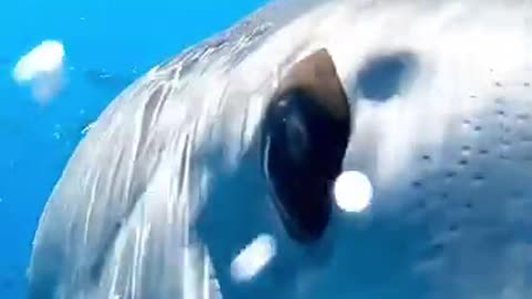 amazing shark scene