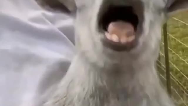 Funniest Animals Reels