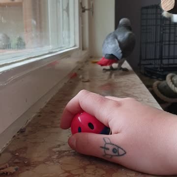My african grey parrot loves his cat toy