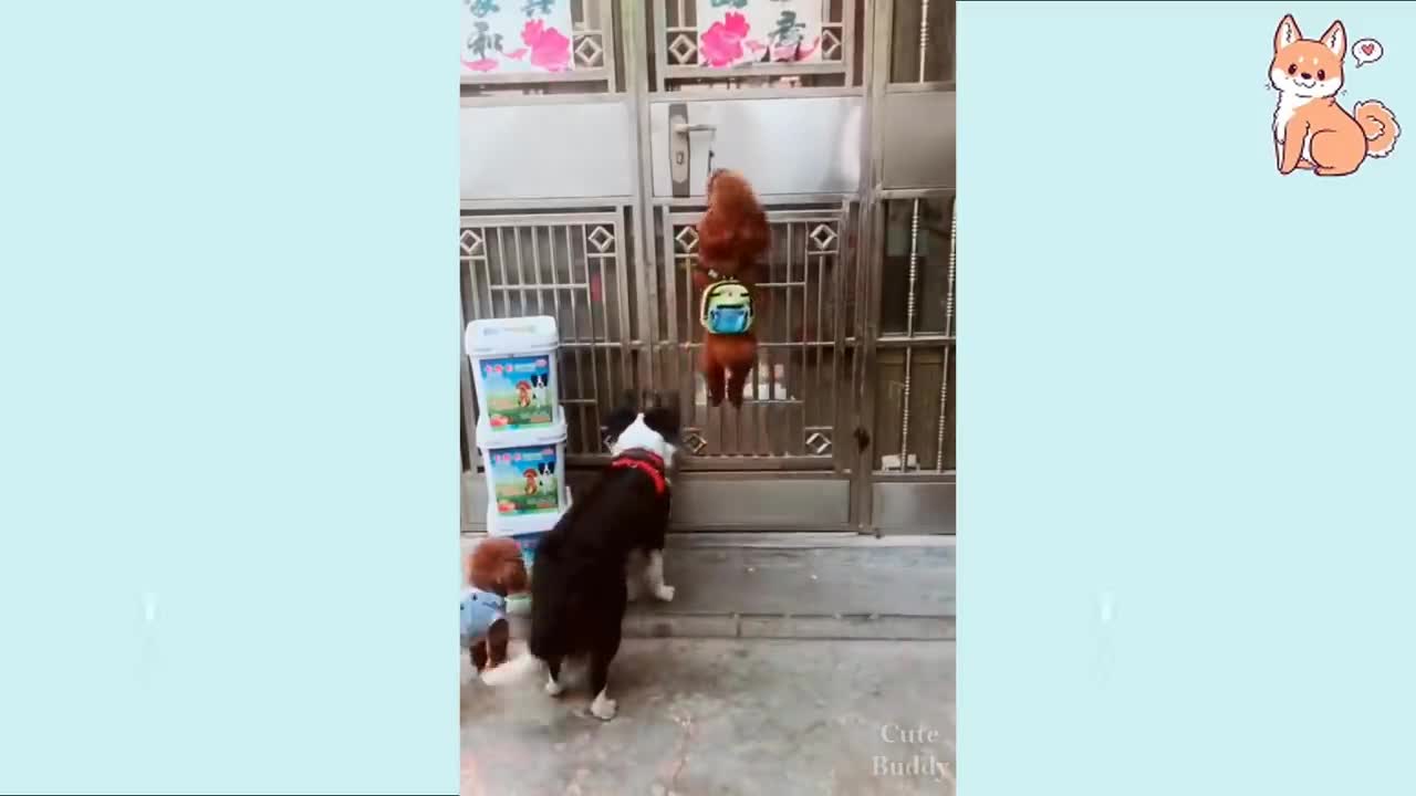 Perrito gracioso y divertido