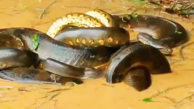 Giant anaconda