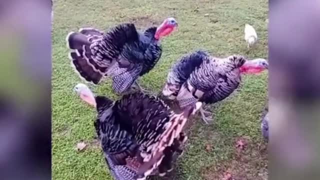 Funny animals!