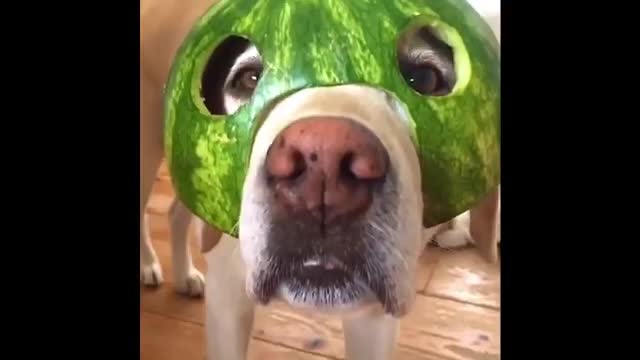 pero estos perros son hermosos i love