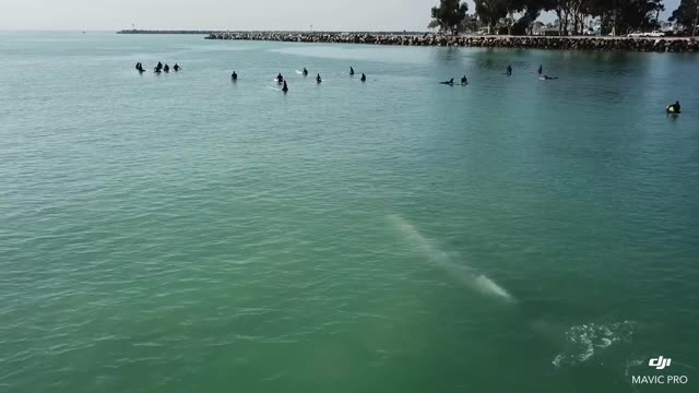 Whale Swims Beneath Group of Surfers Off Southern California Coast