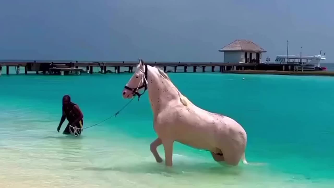 The Champion