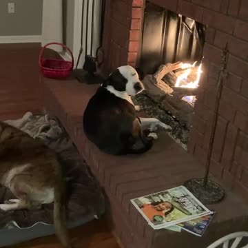 Dogs in front of fire