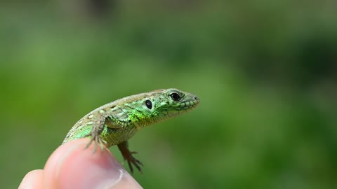 Green toad breathing with a dark background