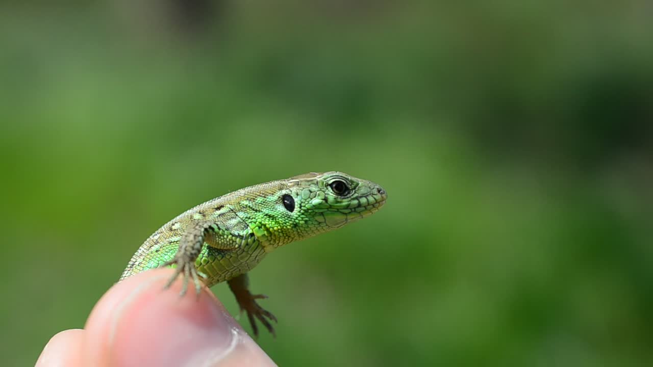 Green toad breathing with a dark background