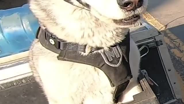 Guy Does The Sweetest Thing For His Senior Dog Who Loves To...