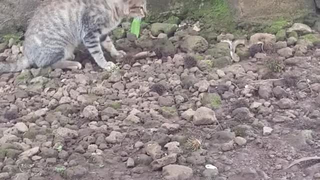 CAT VS SNAKE REALITY