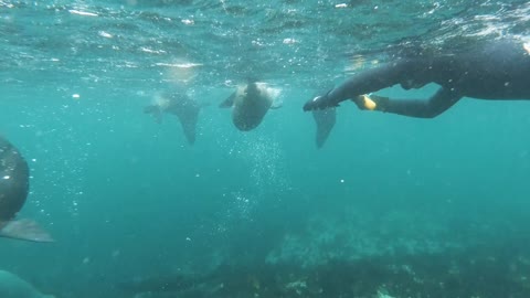 Beautiful Dolphin Swimming Underwater