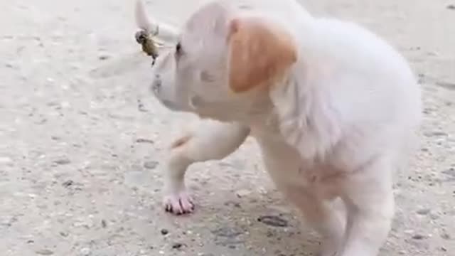 Funny Animal Videos - Awesome Funny Pet Animals | Cute Animals | Super Funny Dog Videos