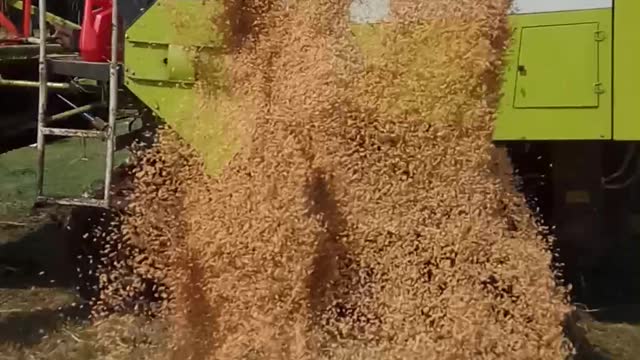 Field Paddy seeds cutting