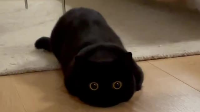 What is the experience of raising a big black mouse
