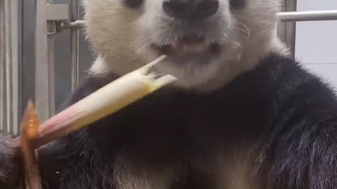 Giant panda eats bamboo