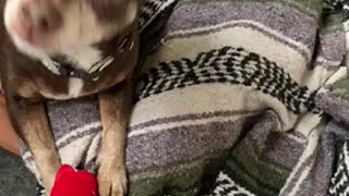 Toy time with the CK