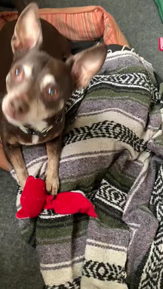 Toy time with the CK