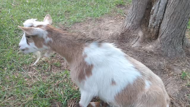 ASMR little goats having a lot of fun smile