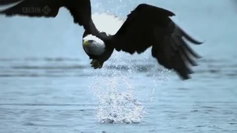 Eagle Hunting fish