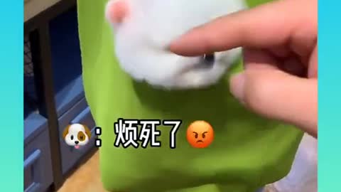 Cute and Funny Dogs Videos Compilation_ |05|_#short