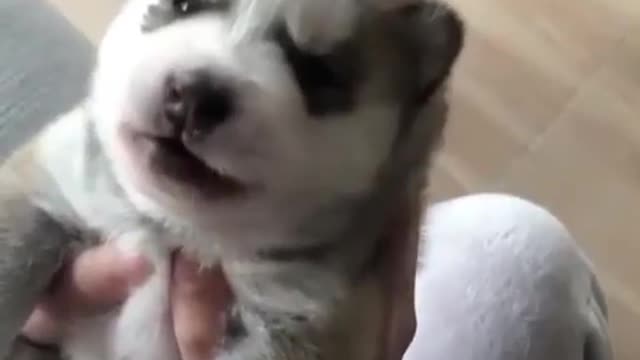 Cute little puppy howling sound viral makes best sound