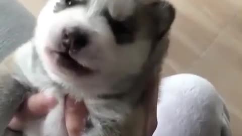 Cute little puppy howling sound viral makes best sound