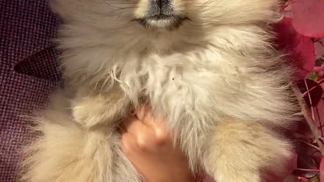 Cute dogs 💝💝🥰🥰#shortvideo #shortvideo #shortvideo by cute animals#37fun