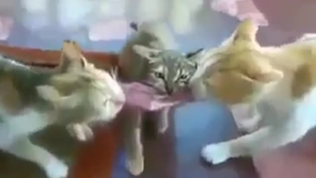 Cute cat....... 😍😍