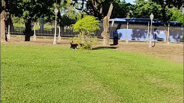Puppy chasing another puppy on the lawn
