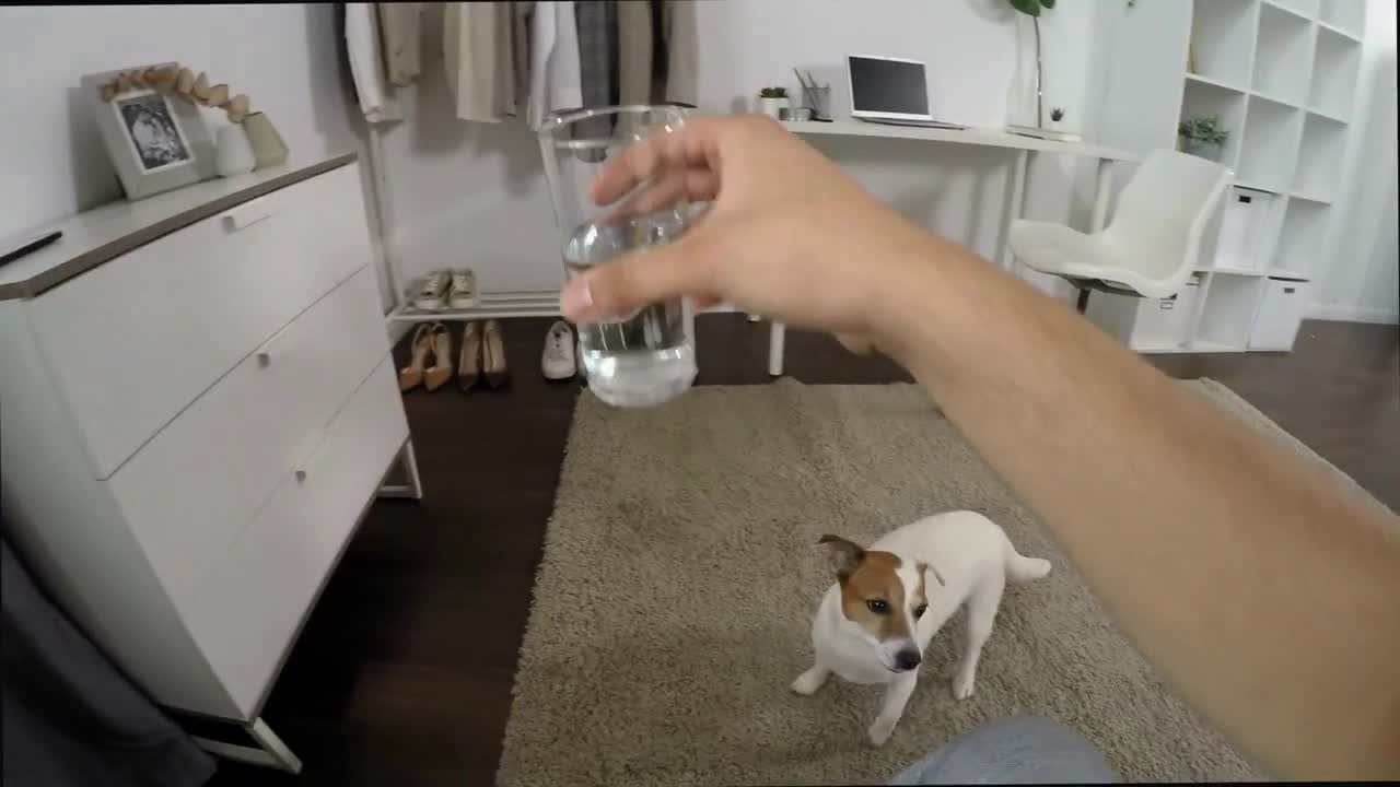 POV shot of man waking up in his bed at home, petting cute jack russel terrier