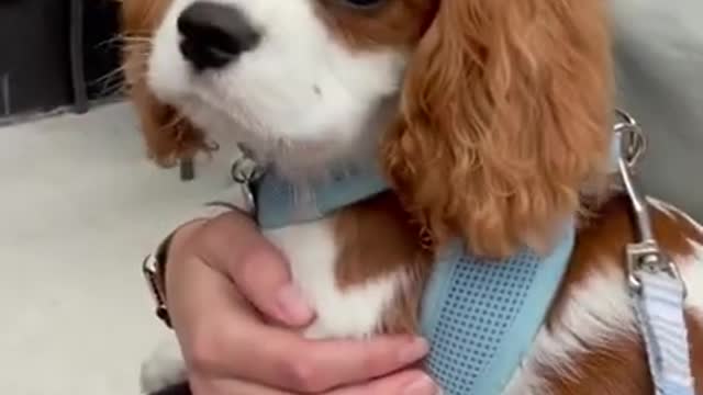 Shorts He’ll always be my baby