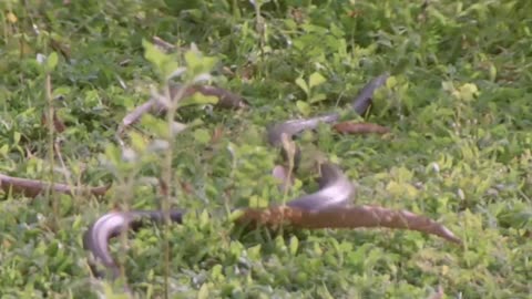#Nature #jungle #love scene