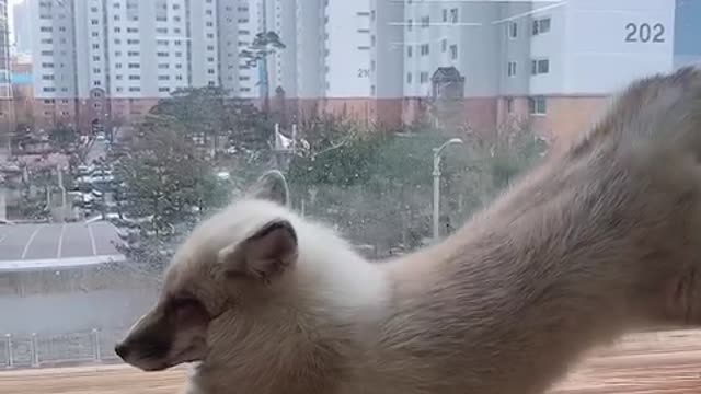 A stretching fox