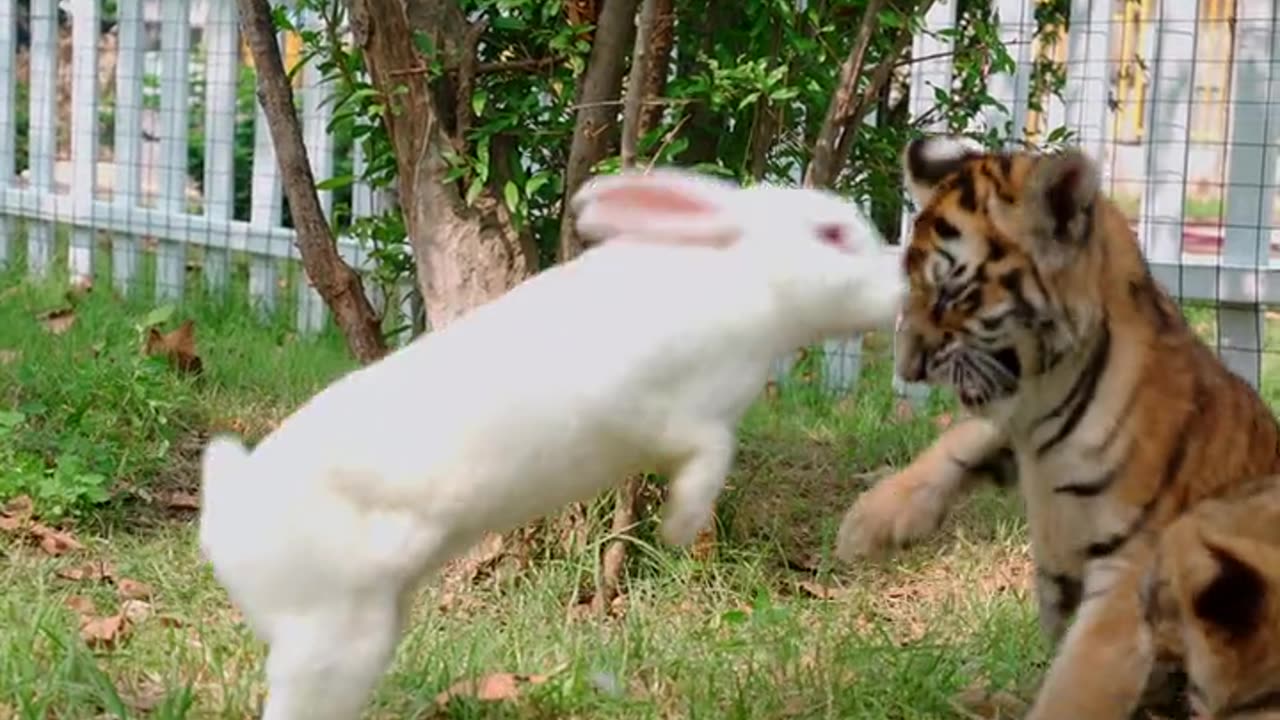 Kung Fu White Rabbit and Little Tiger