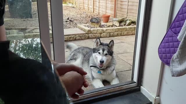 Talkative Malamute Tells Owner About His Day