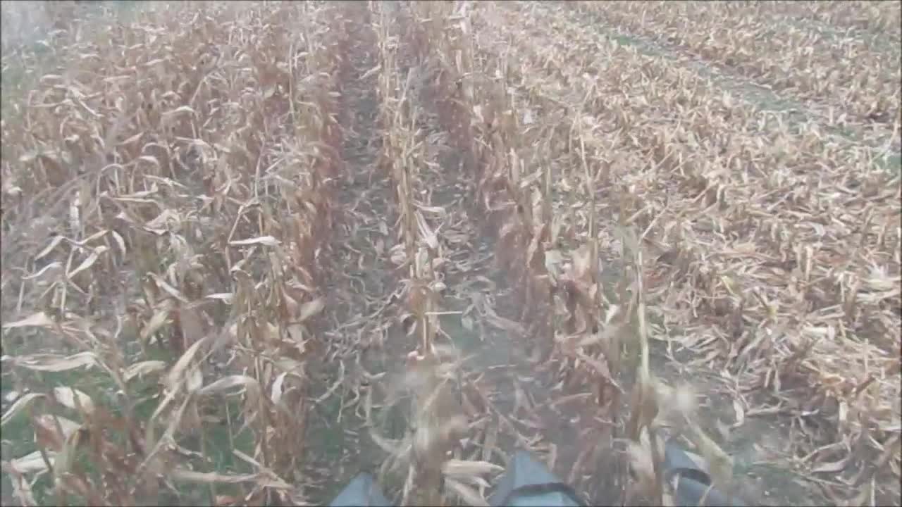 Corn Harvest 2020