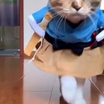 Cat Funny Clothes