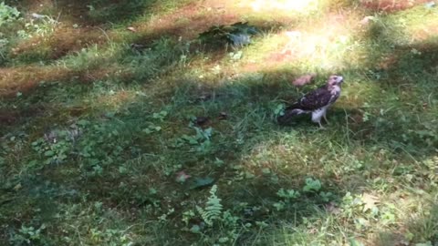 Hawk