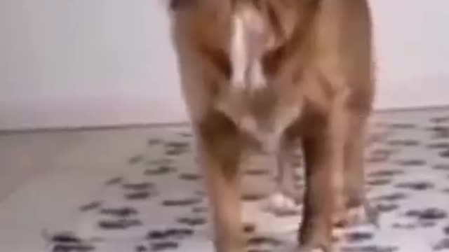 Amazing and smart dog