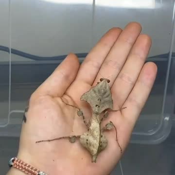 Which one is your favourite?