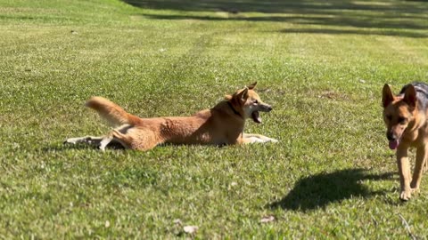 Happy Dogs Playing on an Autumn Day