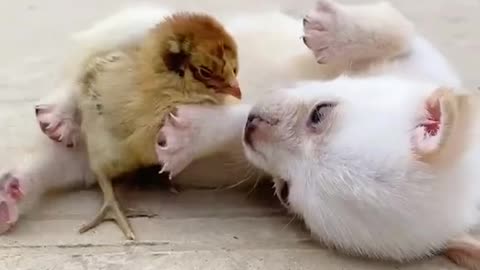 Dog having fun with his friend