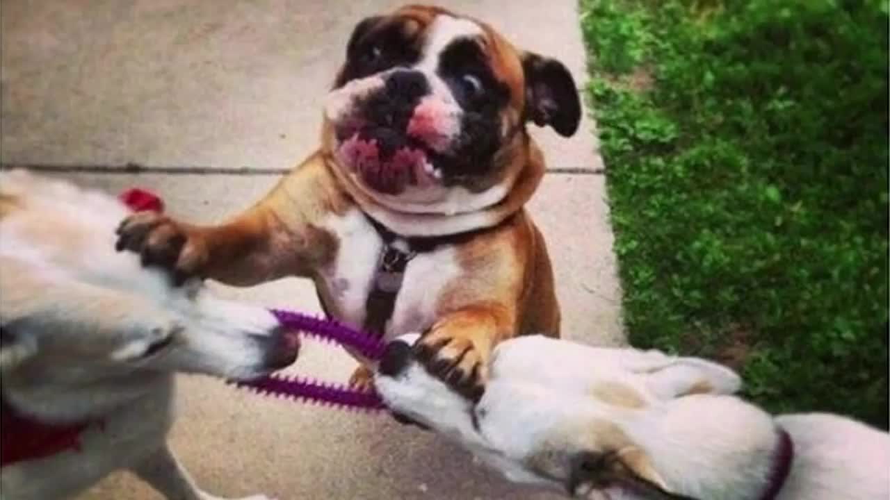 Dog memes - Top Funny Dogs Videos