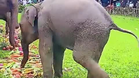 Does the elephant play football with fruit?