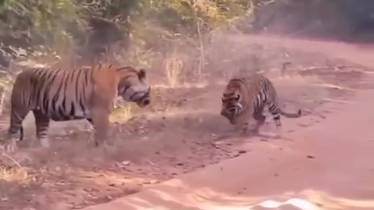 Tiger fight