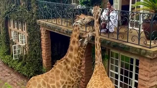 feeding these beautiful Giraffes in Kenya! How cute are they? 🦒🦒