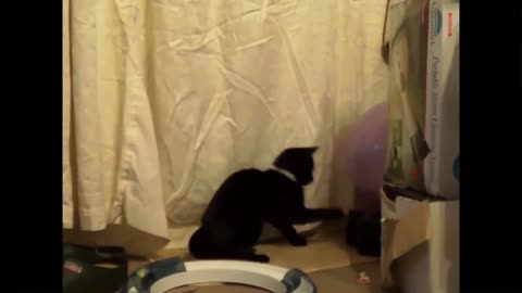 Cute ☺️ cat reaction 💖💞